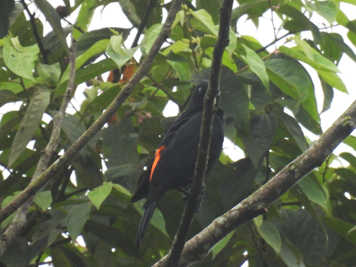 Scarlet-rumped Cacique (Pacific) - ML613156390