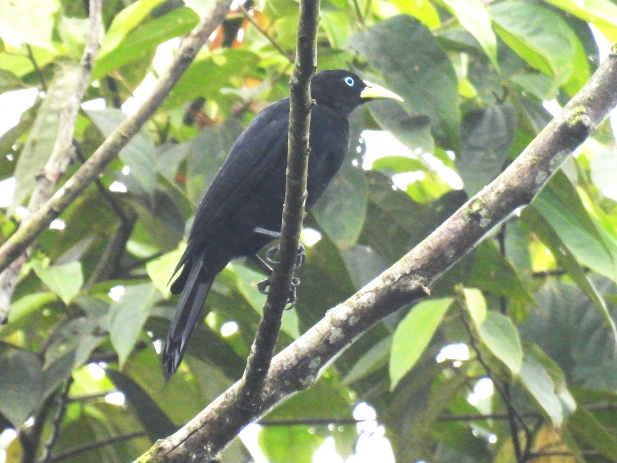 Scarlet-rumped Cacique (Pacific) - ML613156393