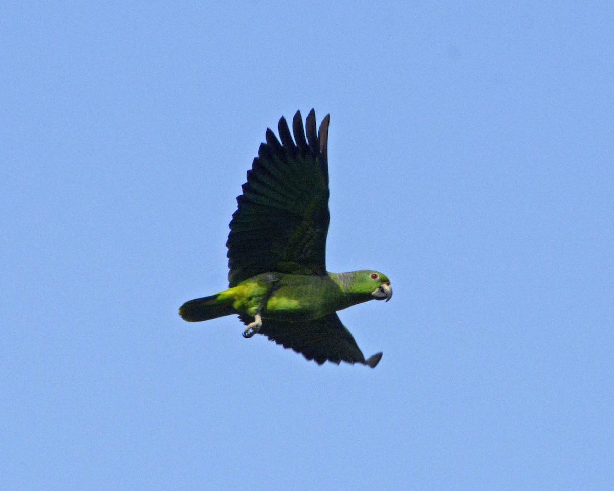 Amazona Mercenaria - ML61315641