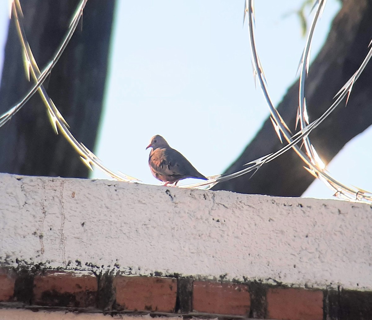 Common Ground Dove - ML613156438