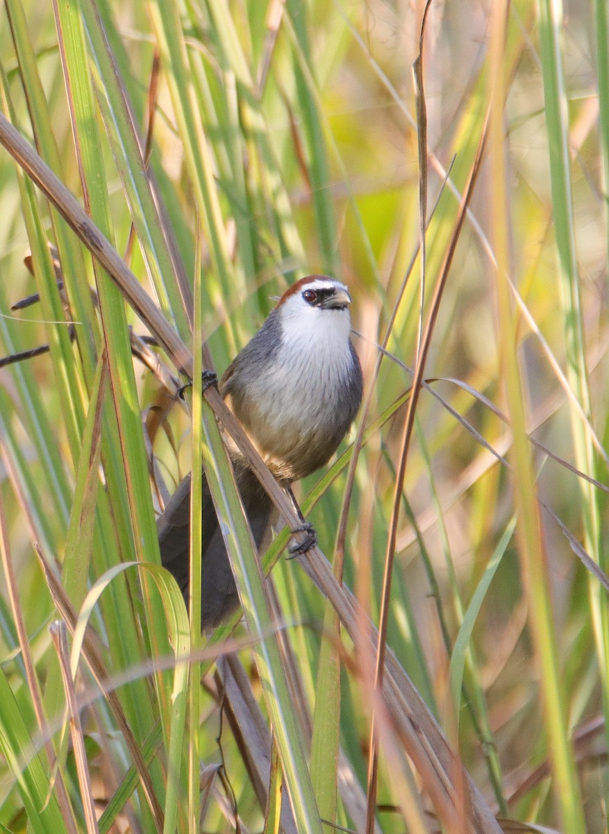 Chestnut-capped Babbler - ML613156454