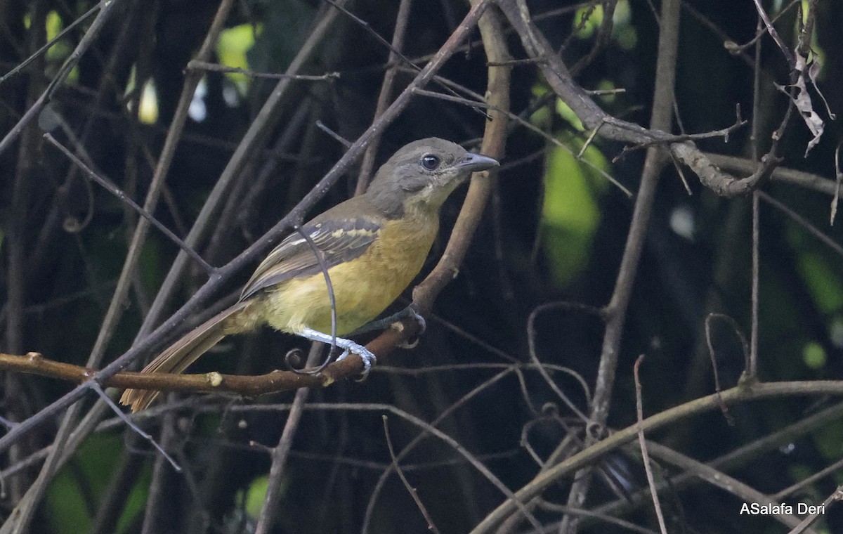 Lühder's Bushshrike - ML613156533