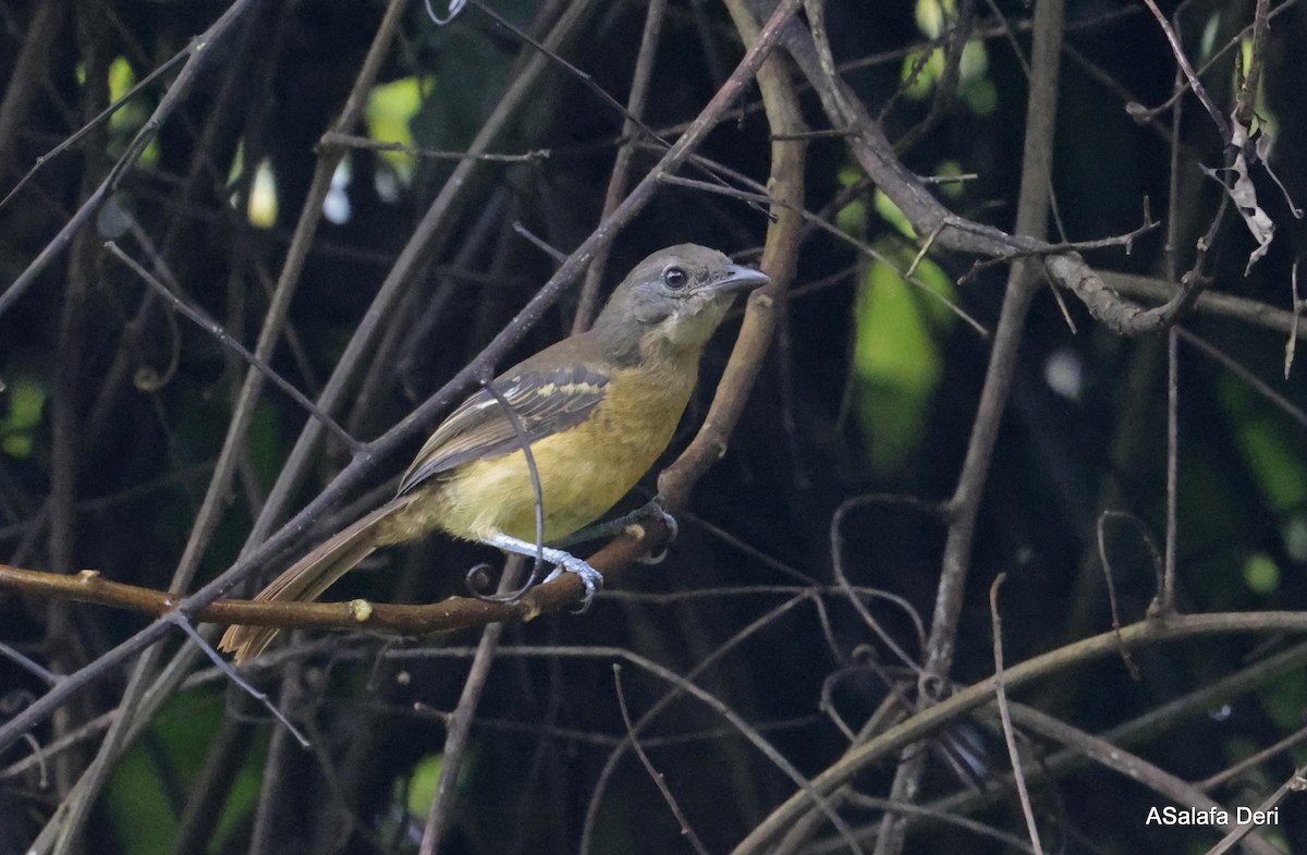 Lühder's Bushshrike - ML613156534