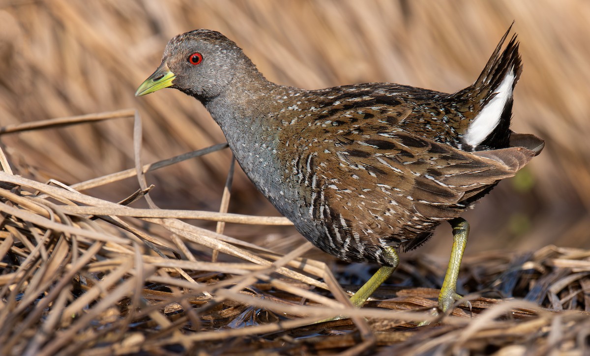 Australian Crake - ML613156558