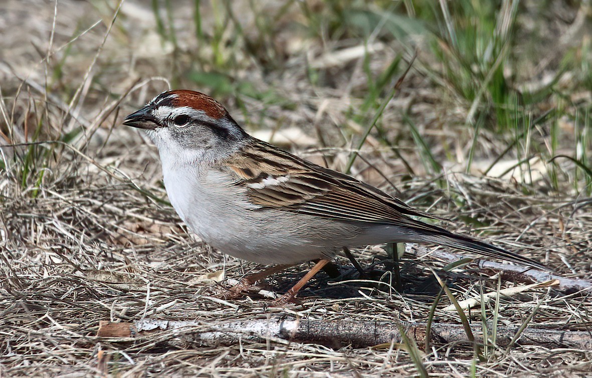 Chipping Sparrow - Michael Potter