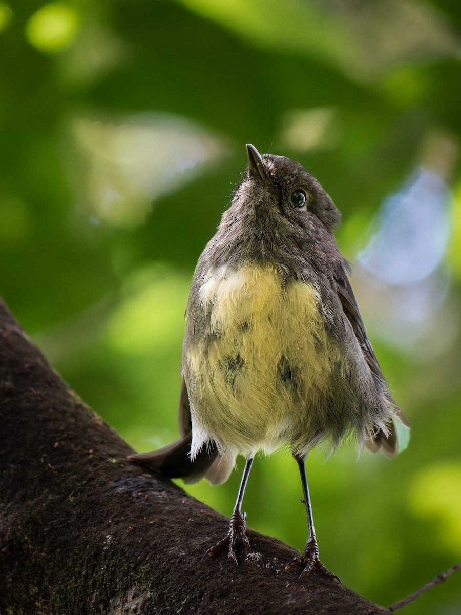 South Island Robin - ML613156635