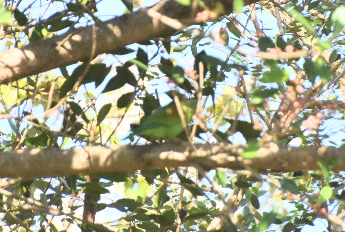 Orange-chinned Parakeet - ML613156677