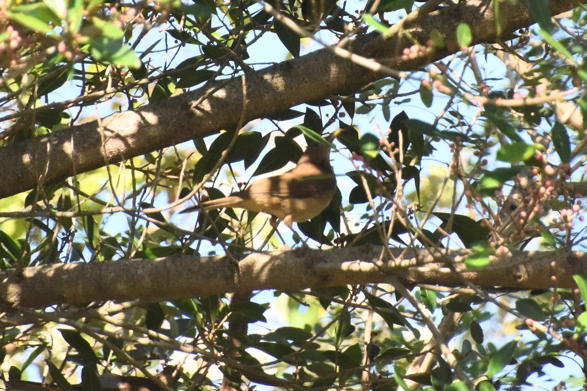 Clay-colored Thrush - ML613156684