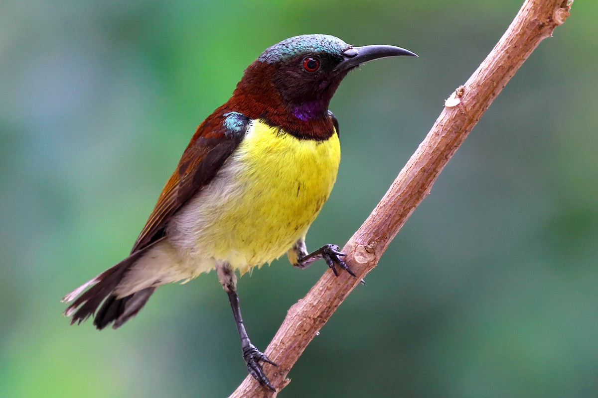 Purple-rumped Sunbird - Vikram S