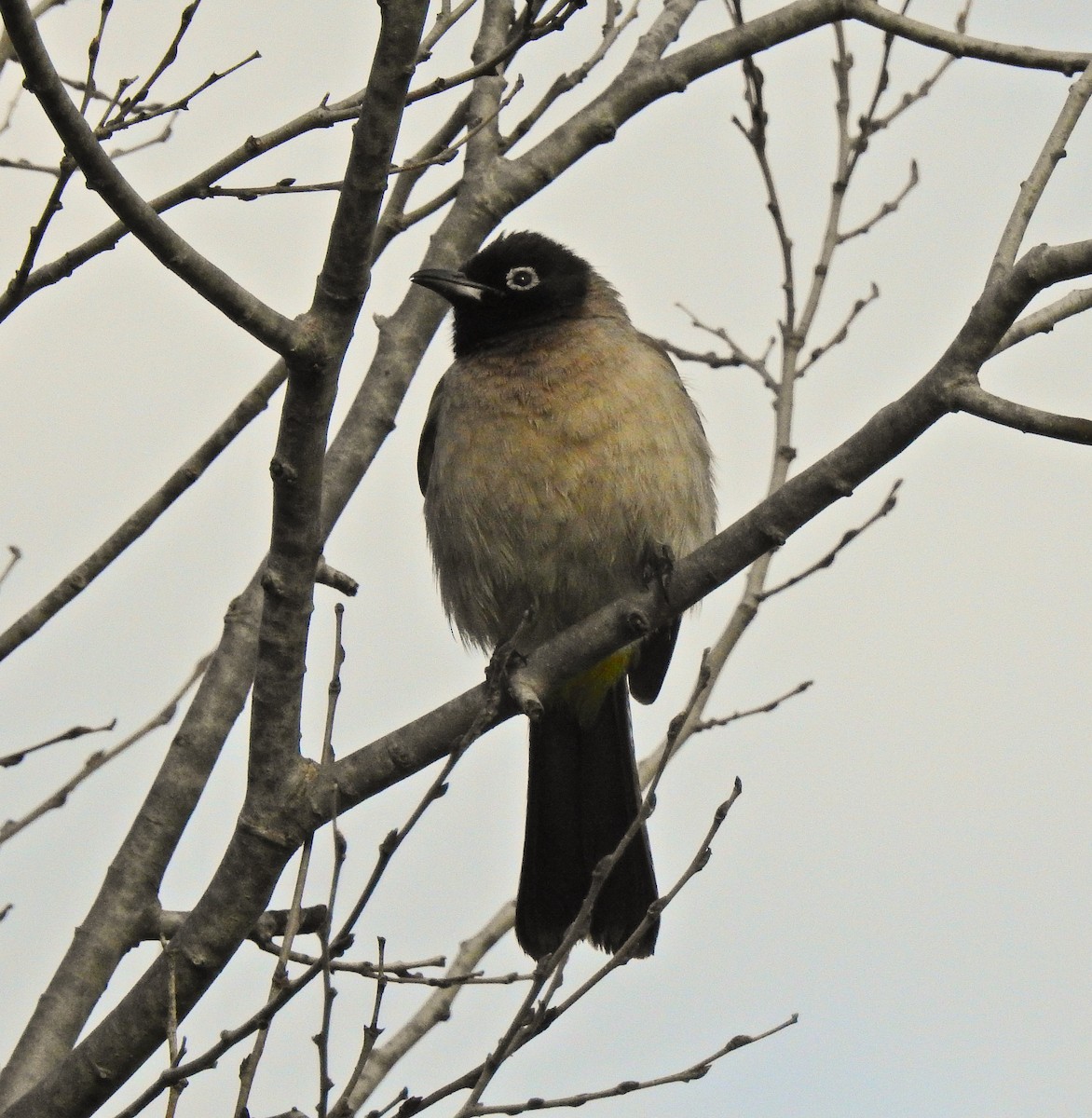 White-spectacled Bulbul - ML613156720