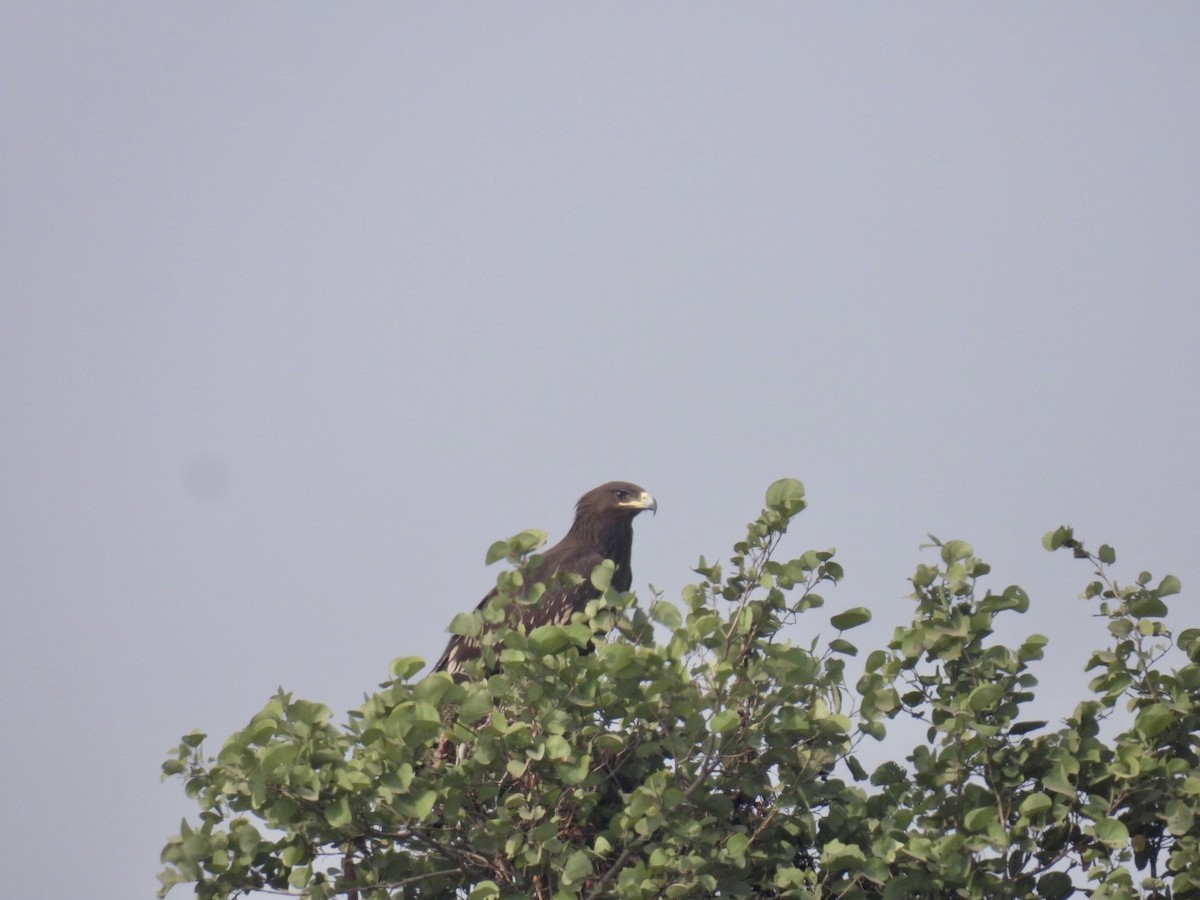 Greater Spotted Eagle - Sumedh Jog