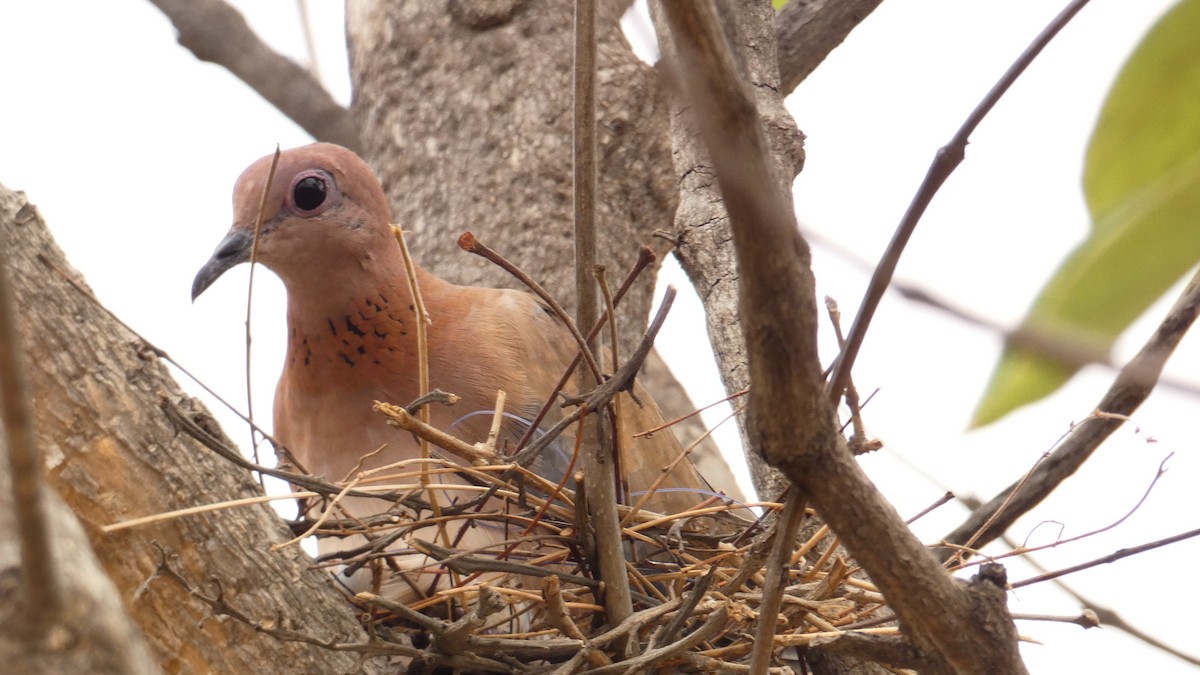 Laughing Dove - ML613156780