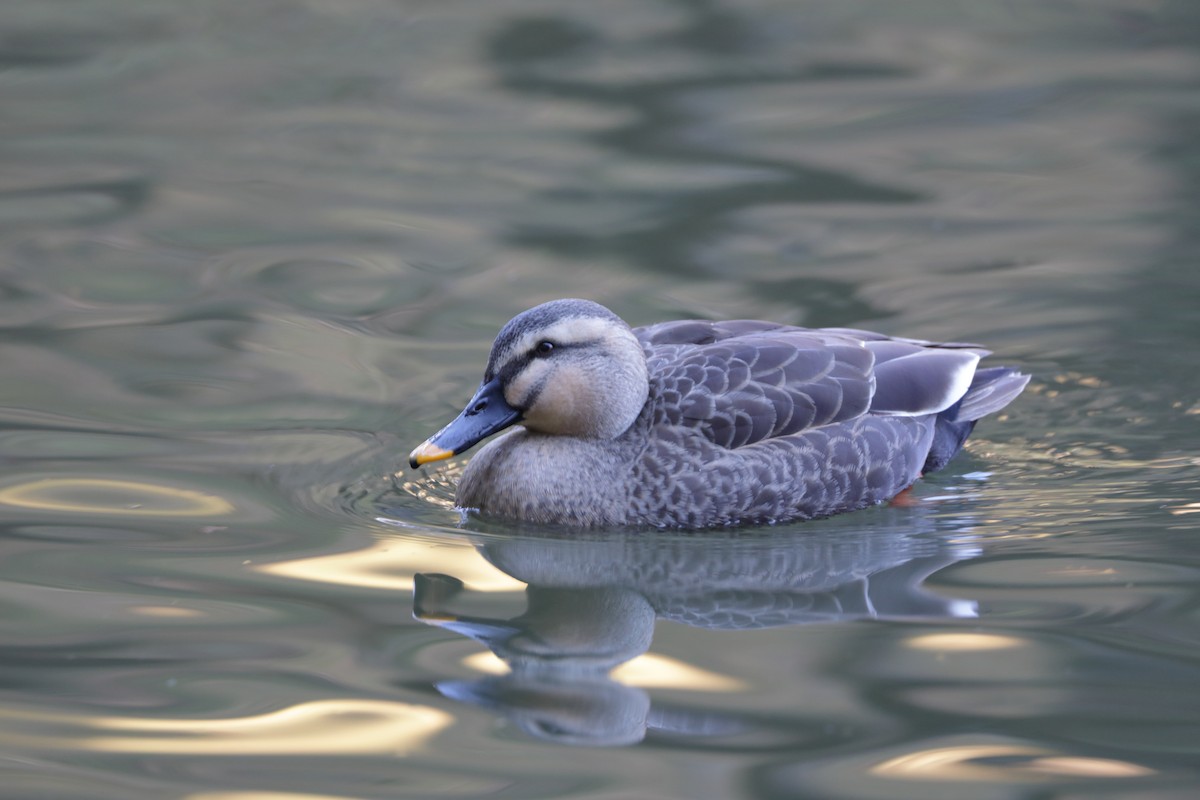 Eastern Spot-billed Duck - ML613156809