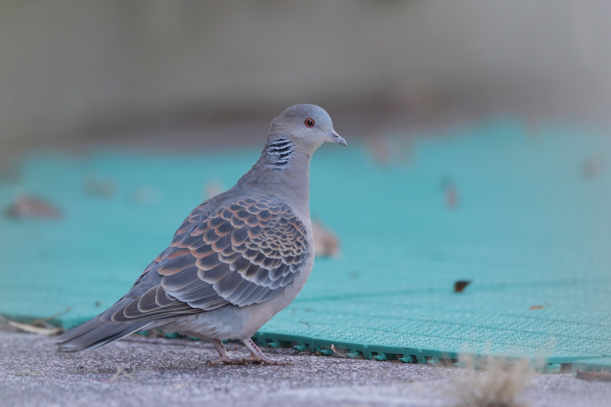 Oriental Turtle-Dove - ML613156811