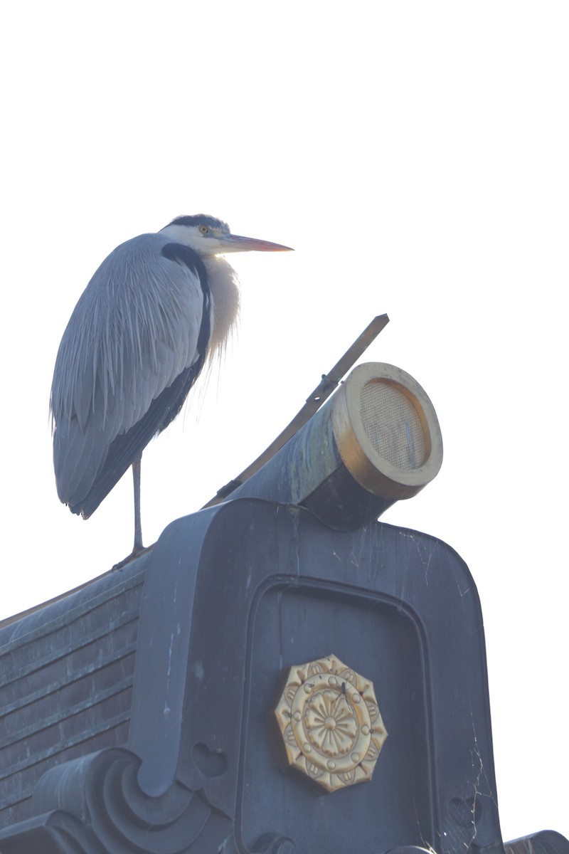 Gray Heron - ML613156812