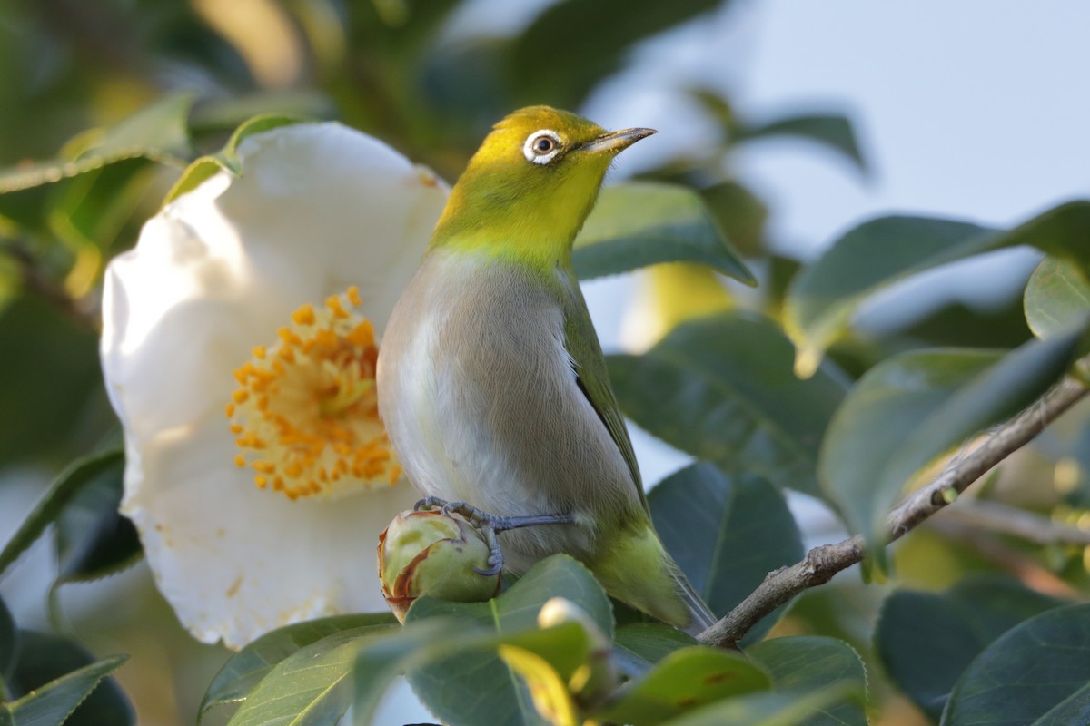 Warbling White-eye - ML613156823