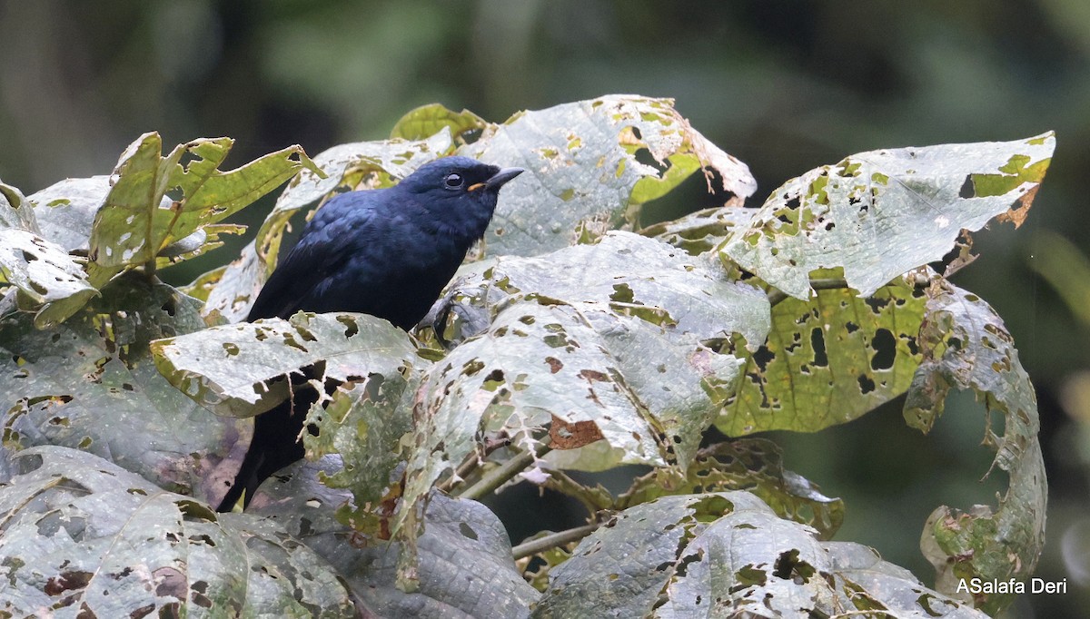 Petit's Cuckooshrike - ML613156864