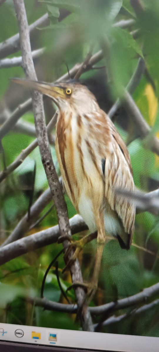 Yellow Bittern - ML613156871