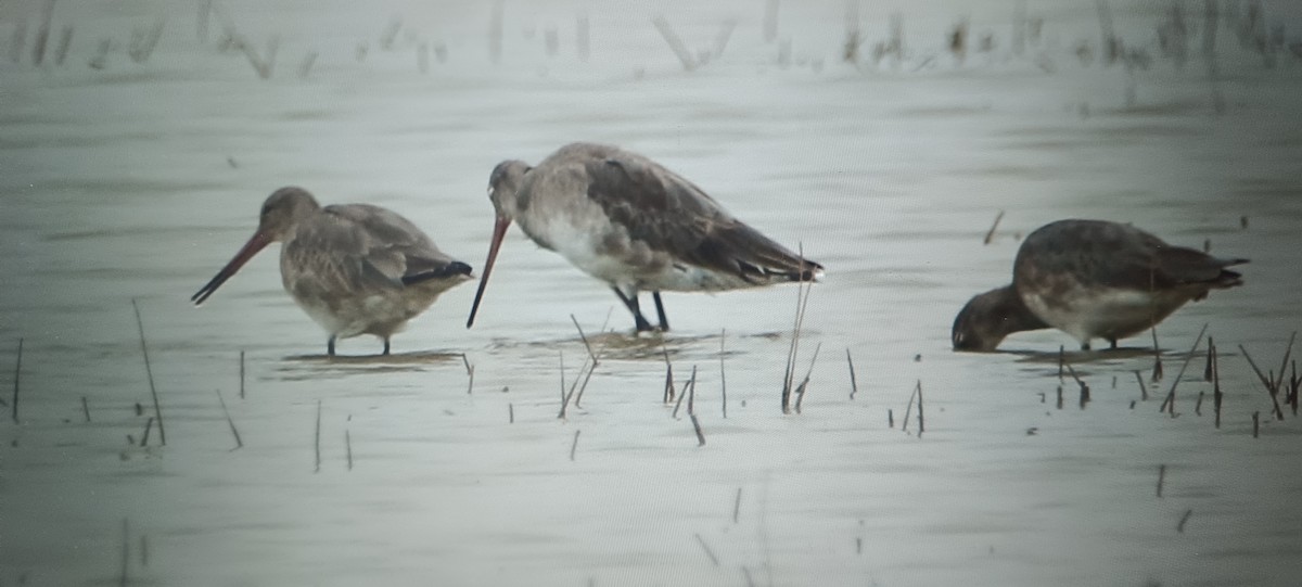 Black-tailed Godwit - ML613156897