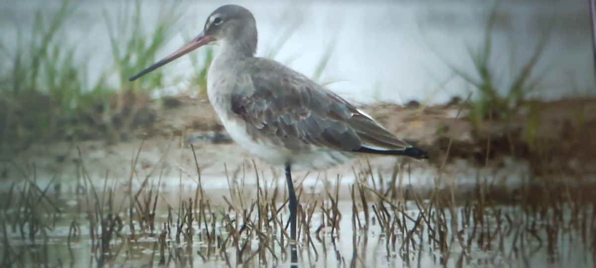 Black-tailed Godwit - ML613156898