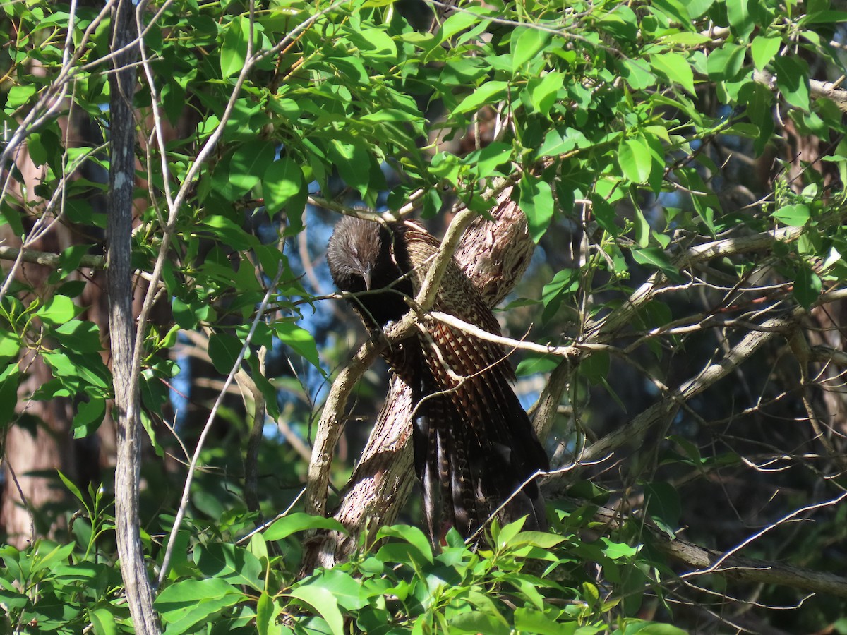 Pheasant Coucal (Pheasant) - ML613156900