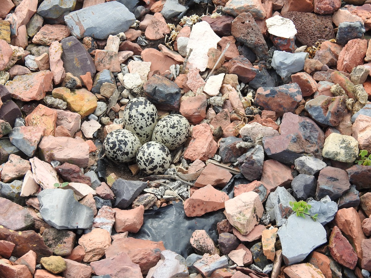 Killdeer - Pam Schwedler