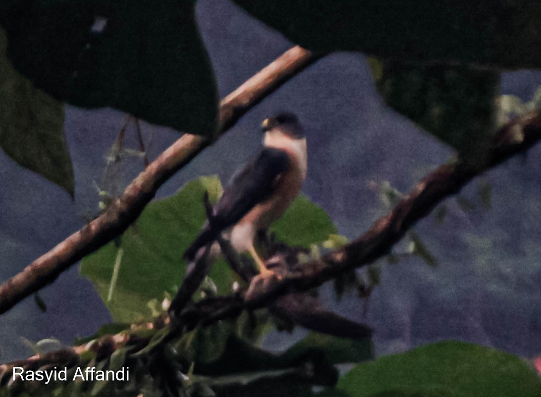 Chinese Sparrowhawk - Rasyid Affandi