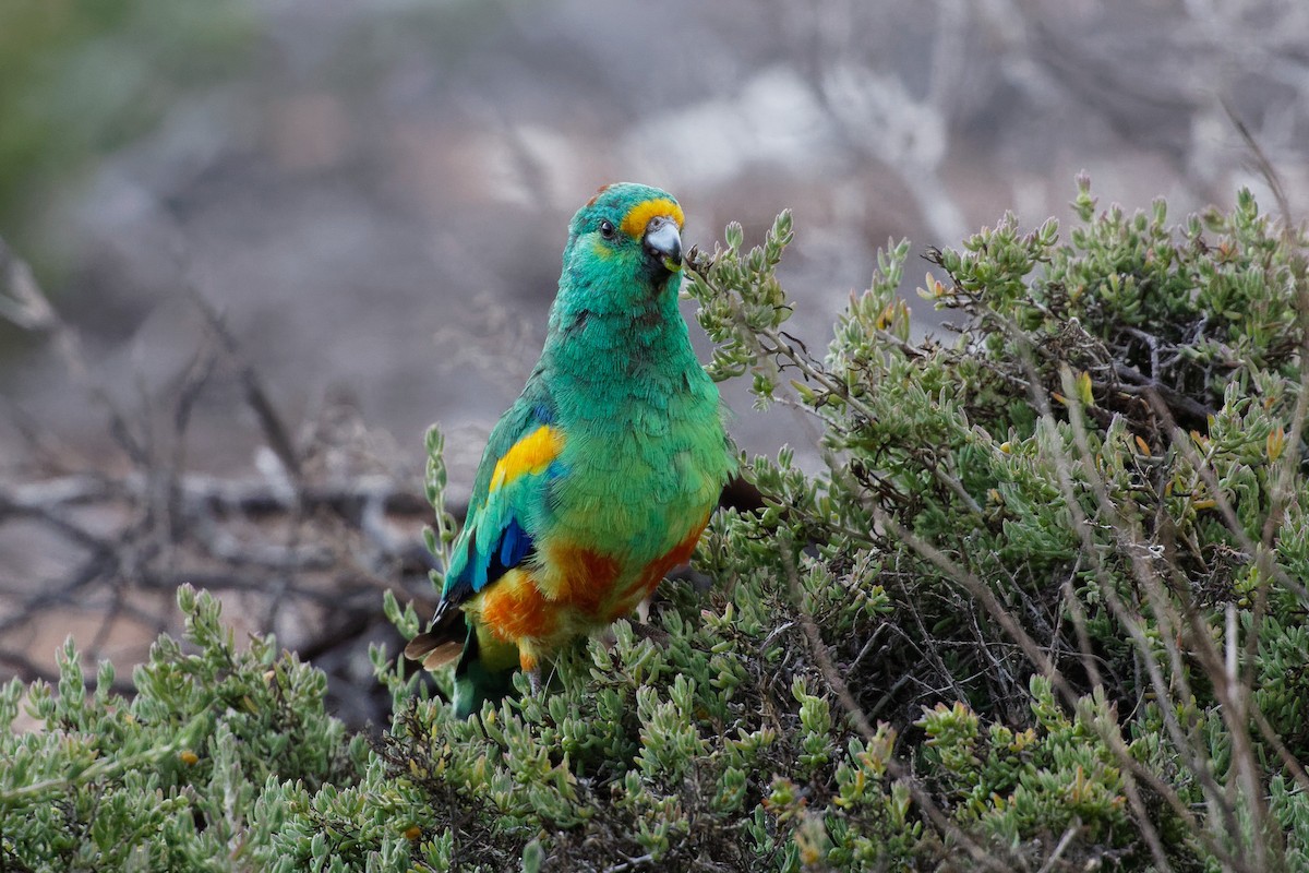 Разноцветный попугайчик - ML613156928