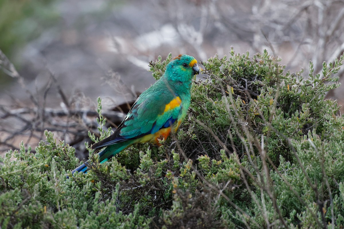Разноцветный попугайчик - ML613156929