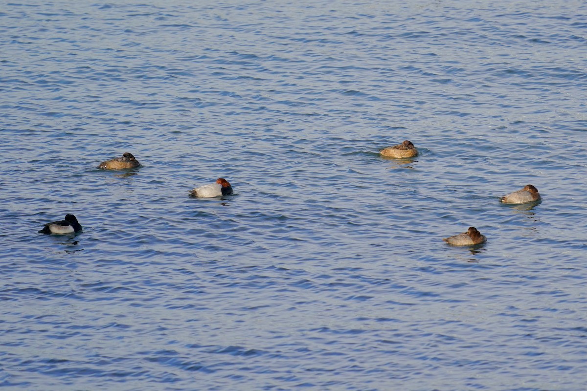 Common Pochard - ML613156931