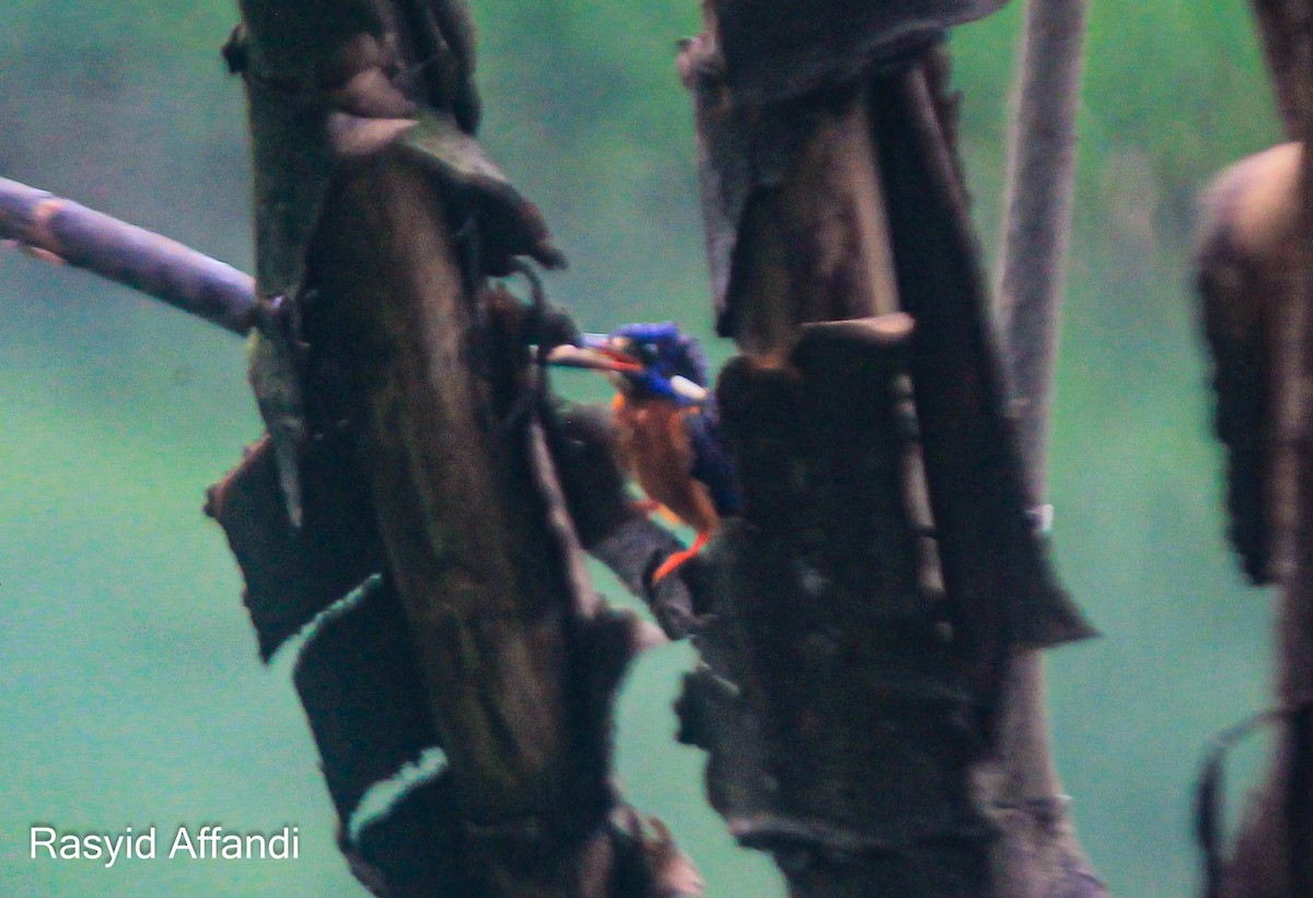 Blue-eared Kingfisher - ML613156932