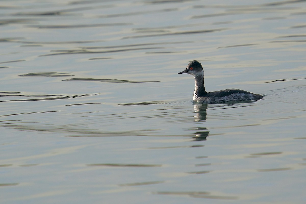 Eared Grebe - ML613156942