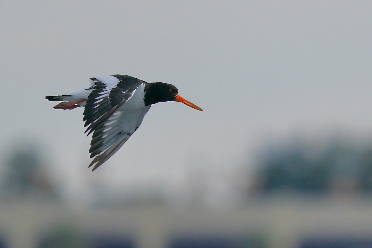 Eurasian Oystercatcher - ML613156943