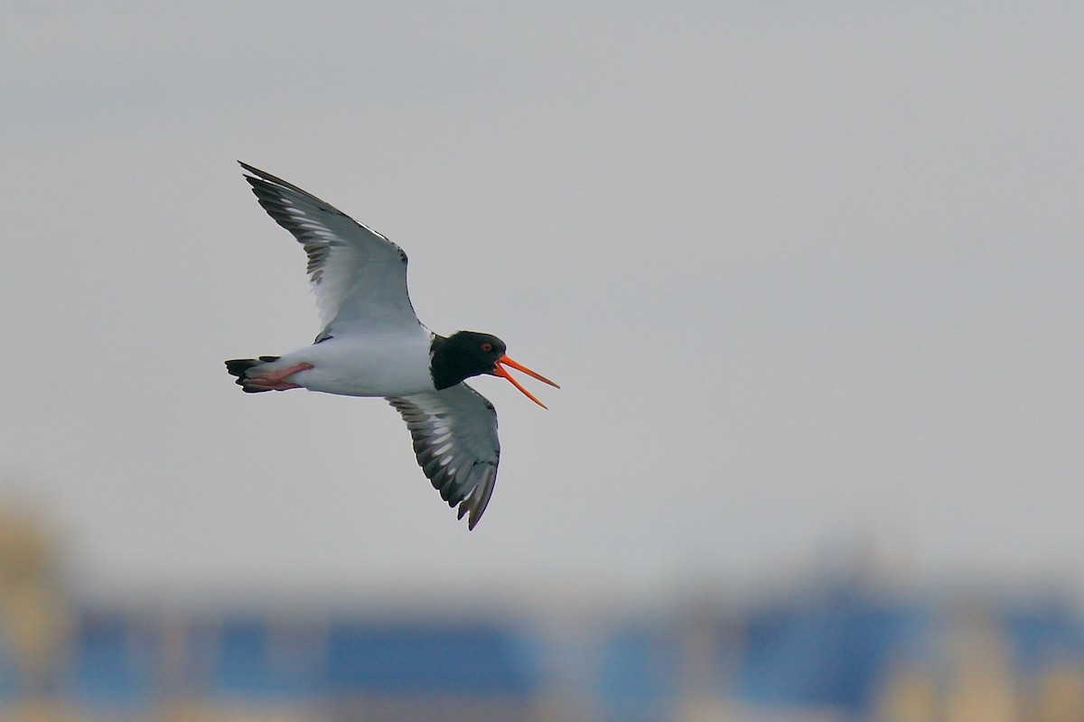 Eurasian Oystercatcher - ML613156944