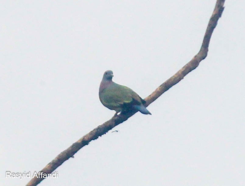 Розовошейный зелёный голубь - ML613156945