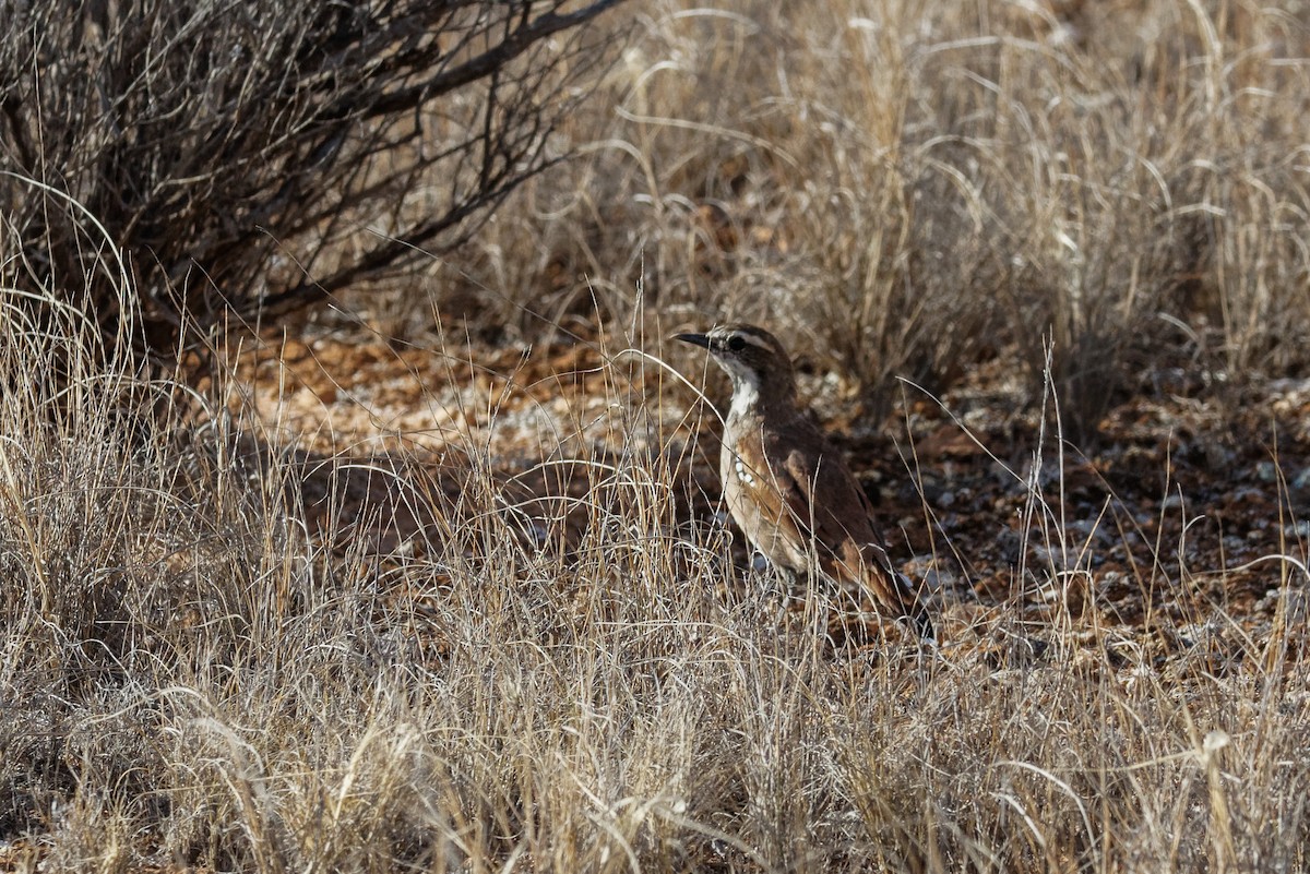 Nullarbor Quail-thrush - ML613156952