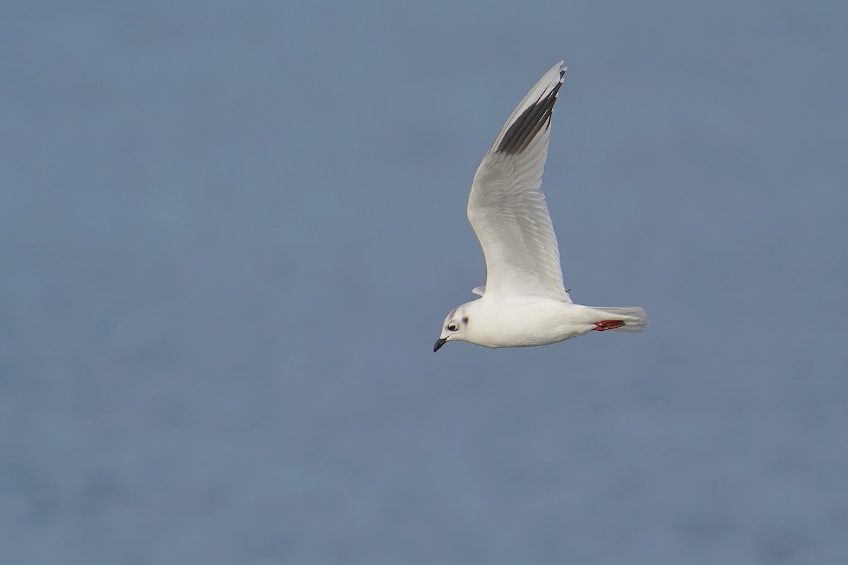 Saunders's Gull - ML613156961