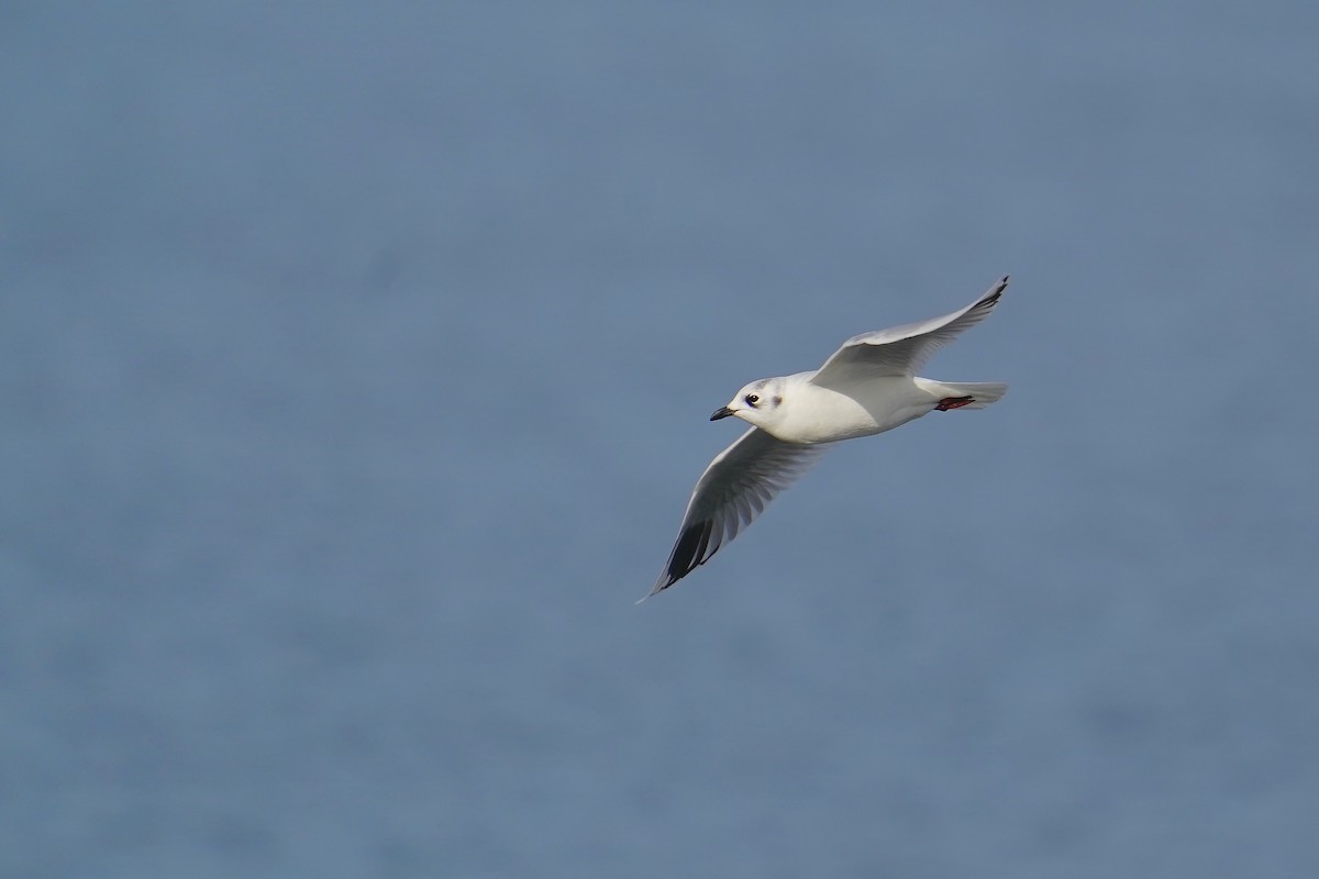 Saunders's Gull - Joshua Chong