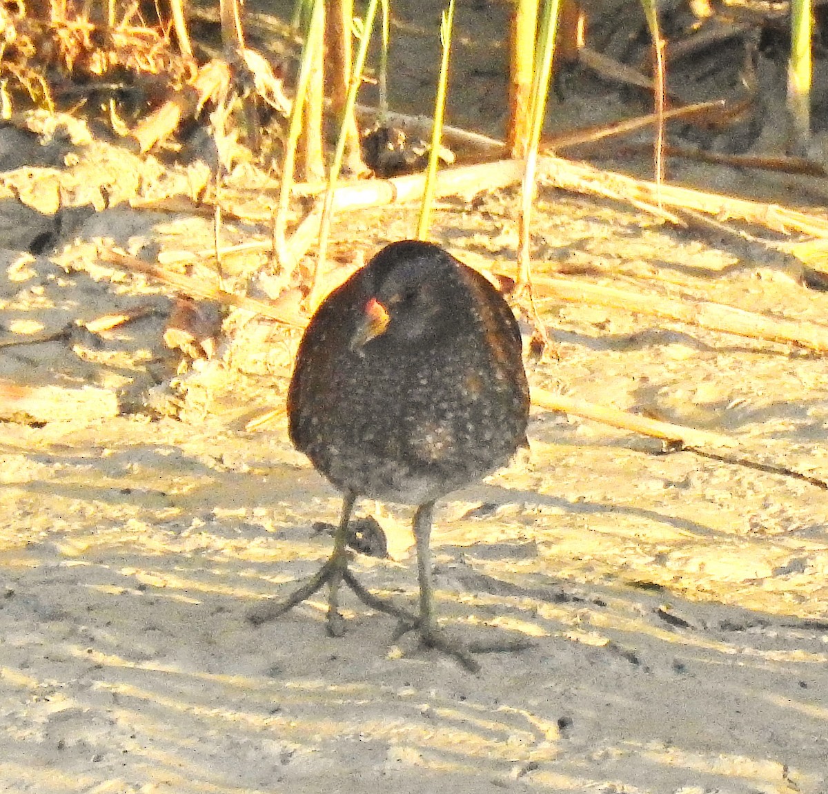 Spotted Crake - ML613156969