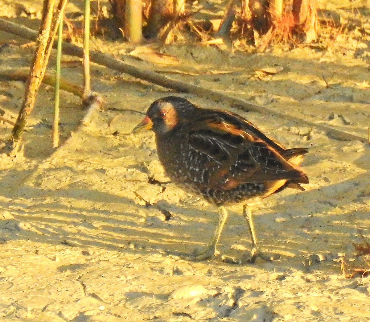 Spotted Crake - ML613156970