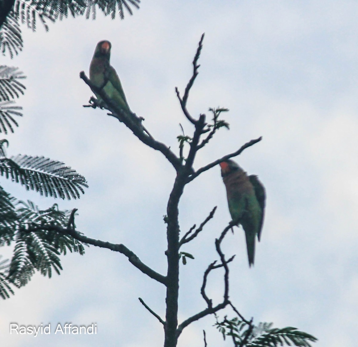 Red-breasted Parakeet - ML613156984