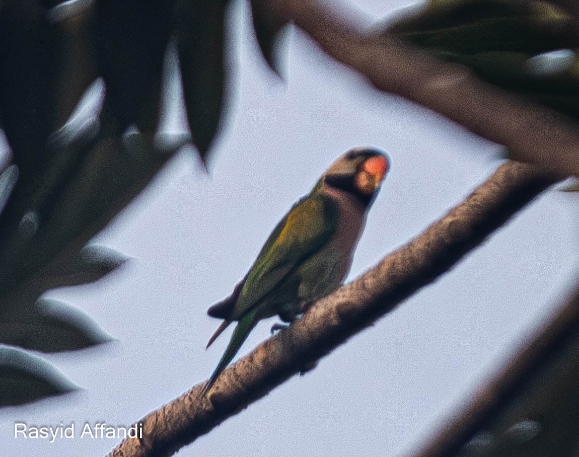 Red-breasted Parakeet - ML613156985