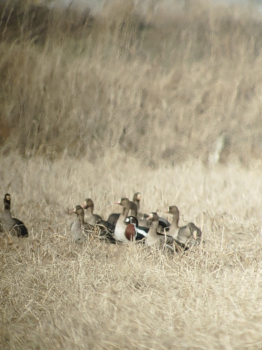 Branta lepagorria - ML613157014