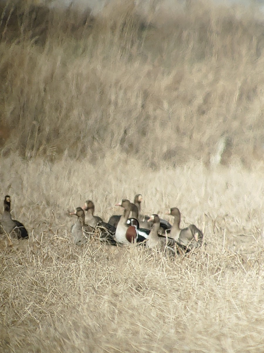 Red-breasted Goose - ML613157014