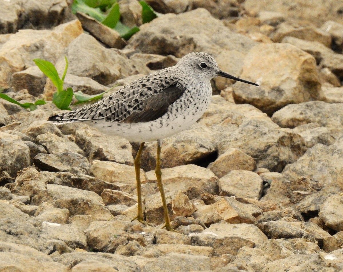 Marsh Sandpiper - ML613157040