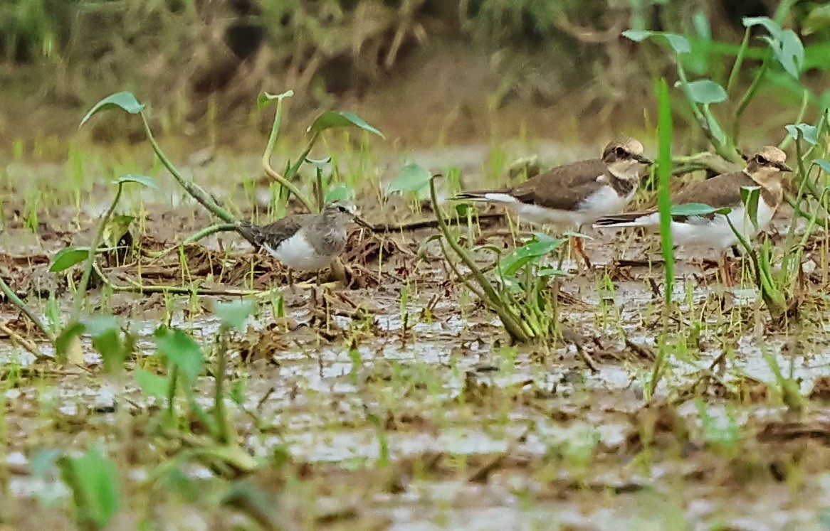 Temminck's Stint - ML613157041