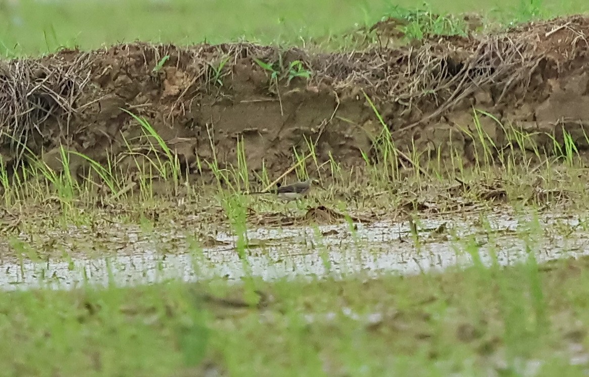 Citrine Wagtail - ML613157053