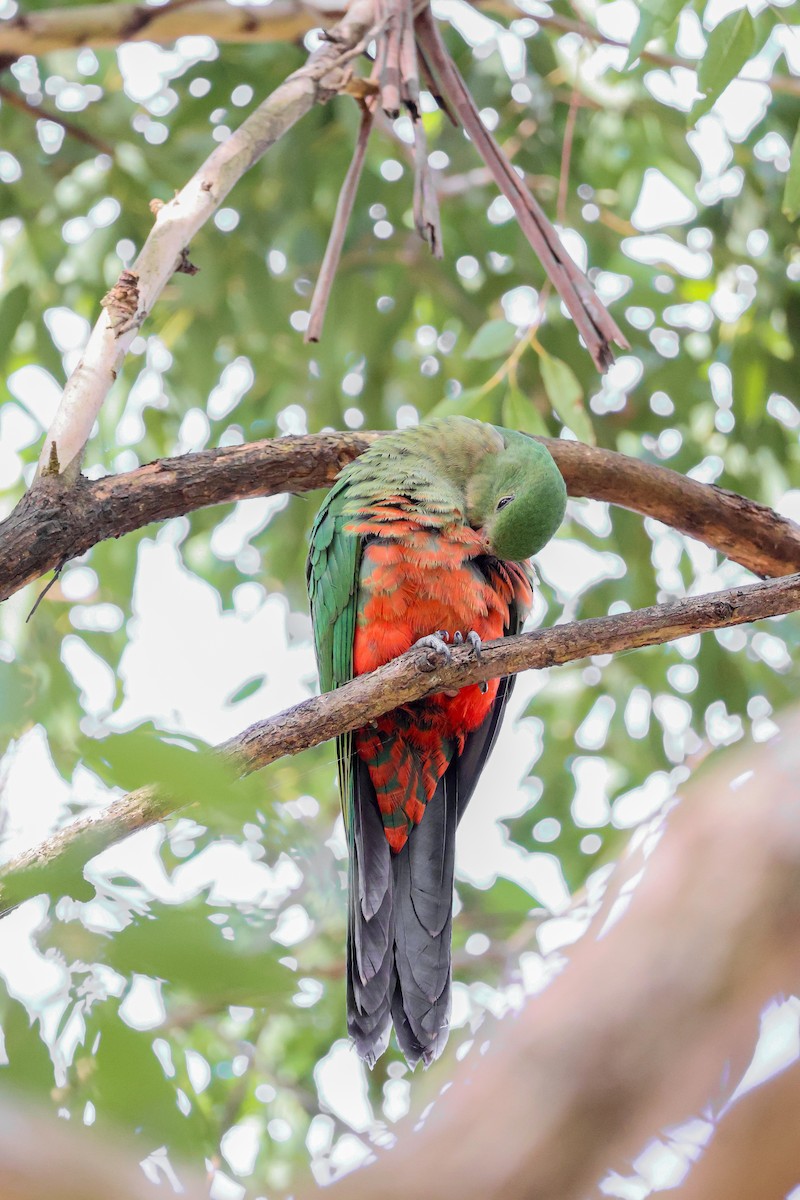 Australian King-Parrot - ML613157167