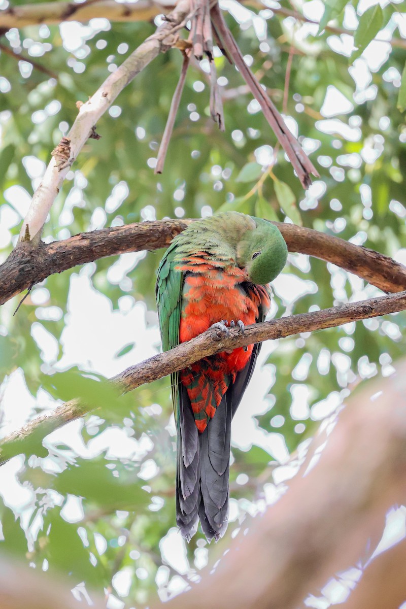 Papagayo Australiano - ML613157167