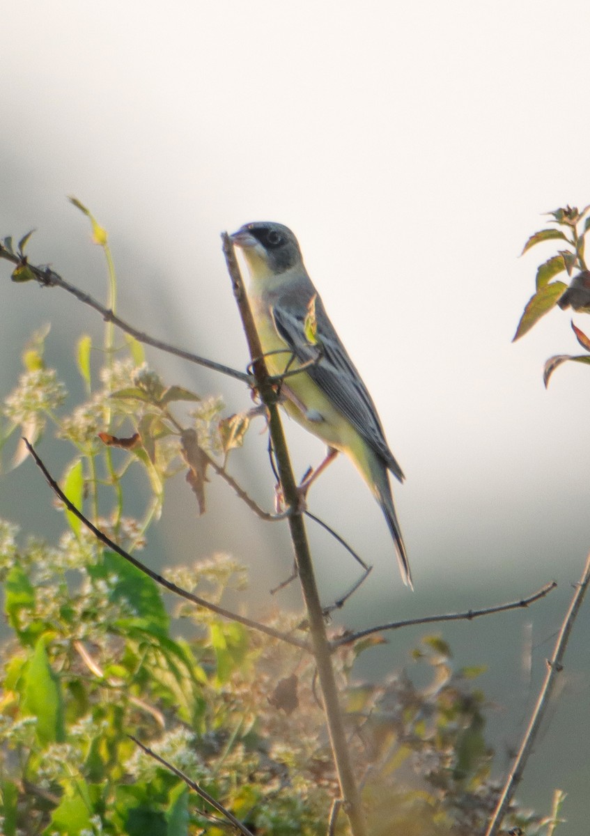 Black-headed Bunting - ML613157193
